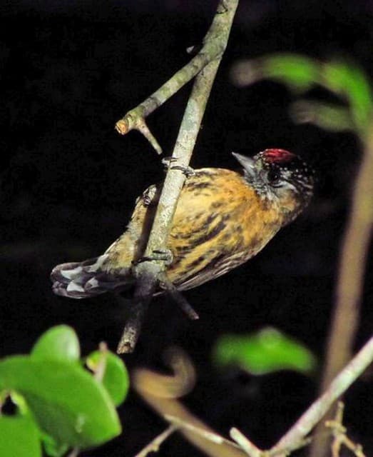 ‘Guanaré’ Forest Plantations on Degraded Grasslands Under Extensive Grazing