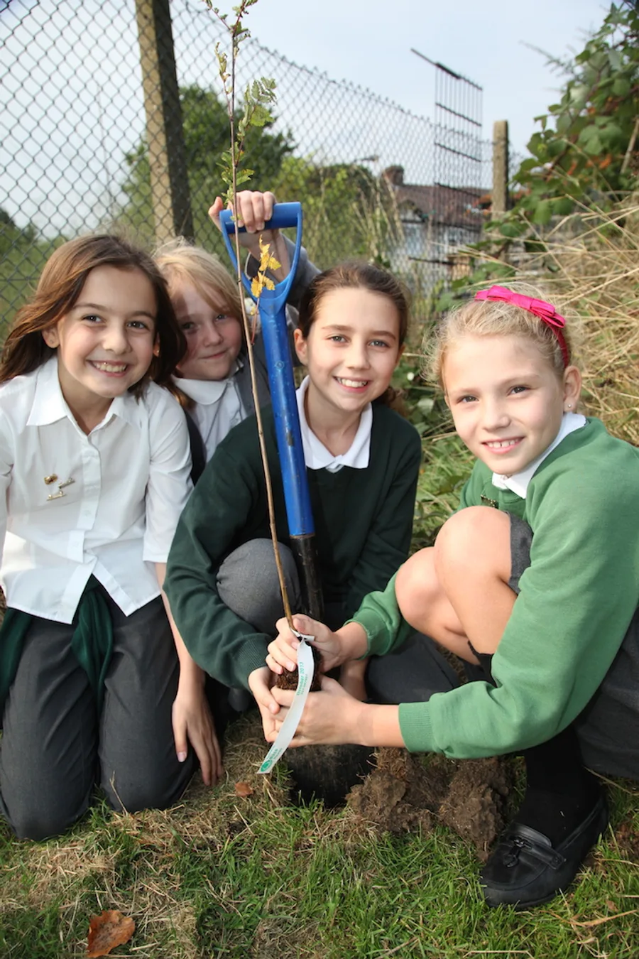 Four schoolchildren planting an oak sapling with a spade at a UK school tree planting day